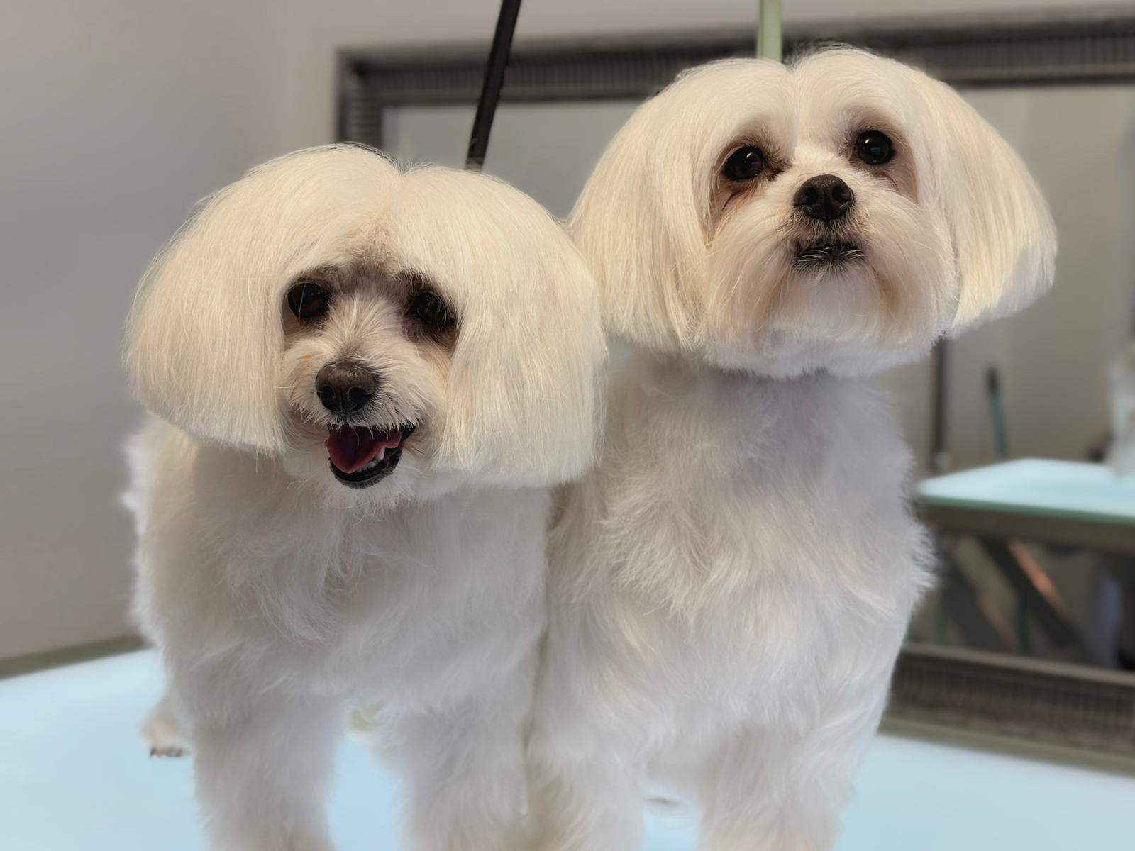 Malteser nach der Pflege