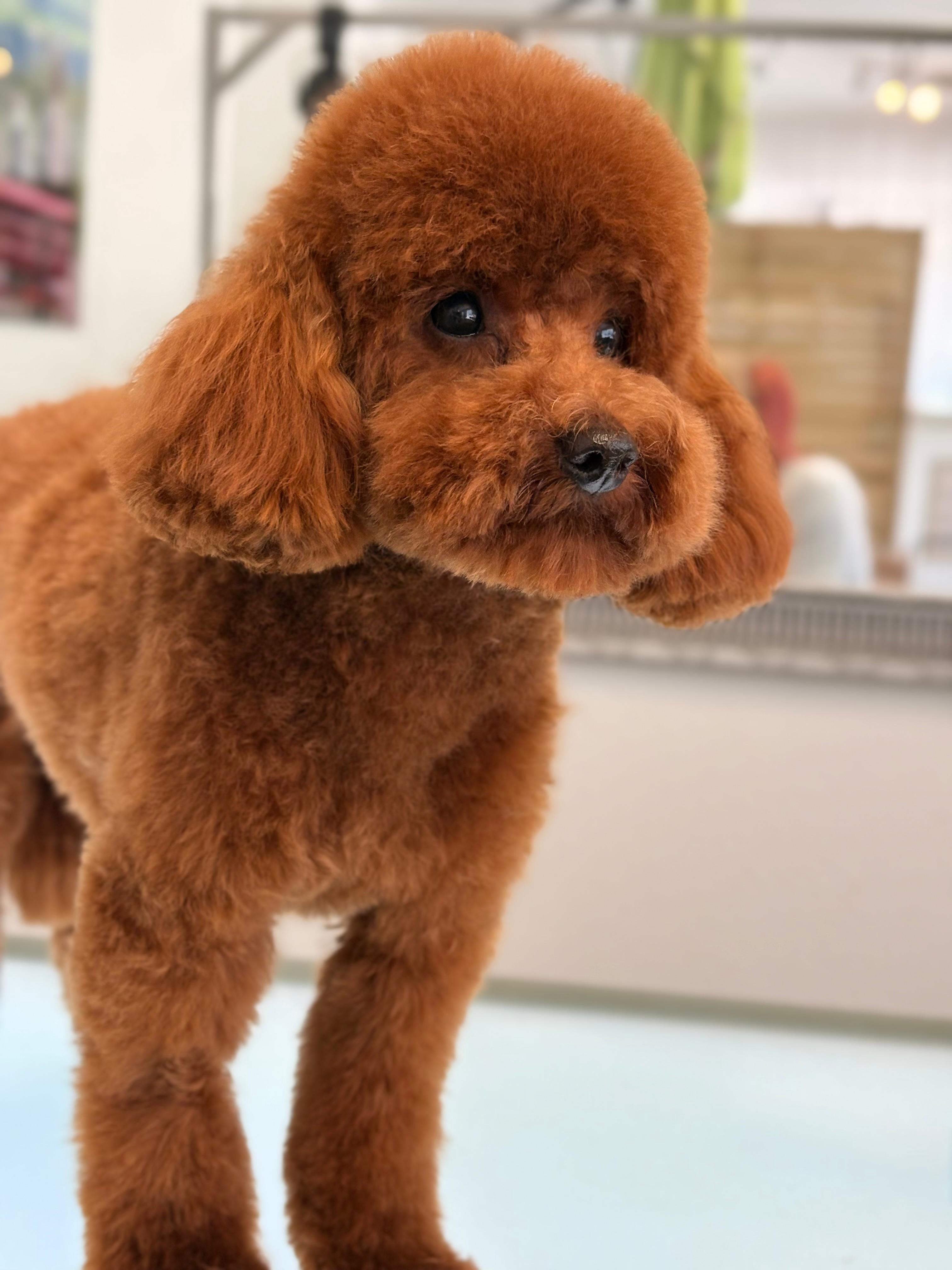 Hund nach der Fellpflege im Salon