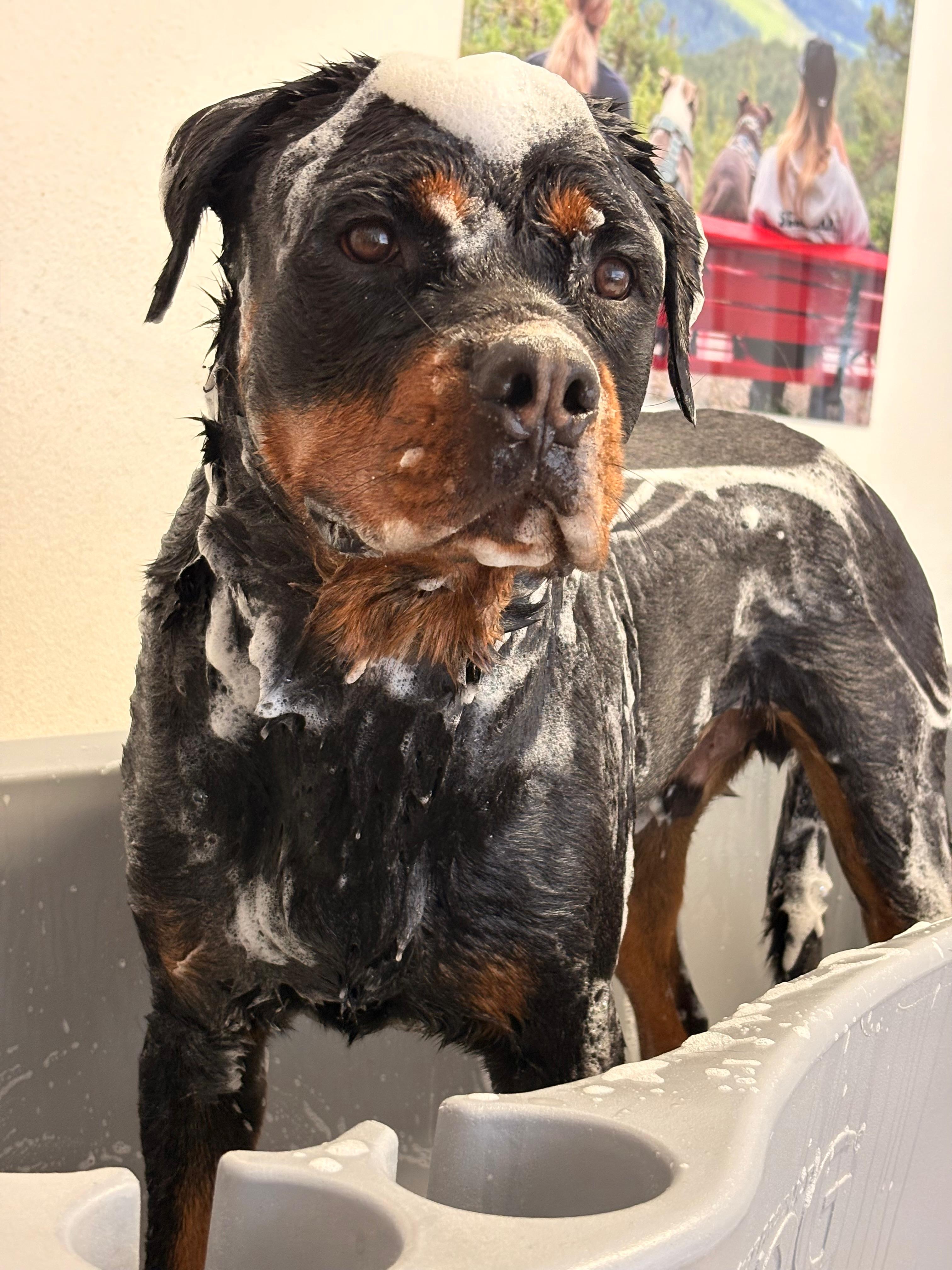 Hund während des Badens im Salon