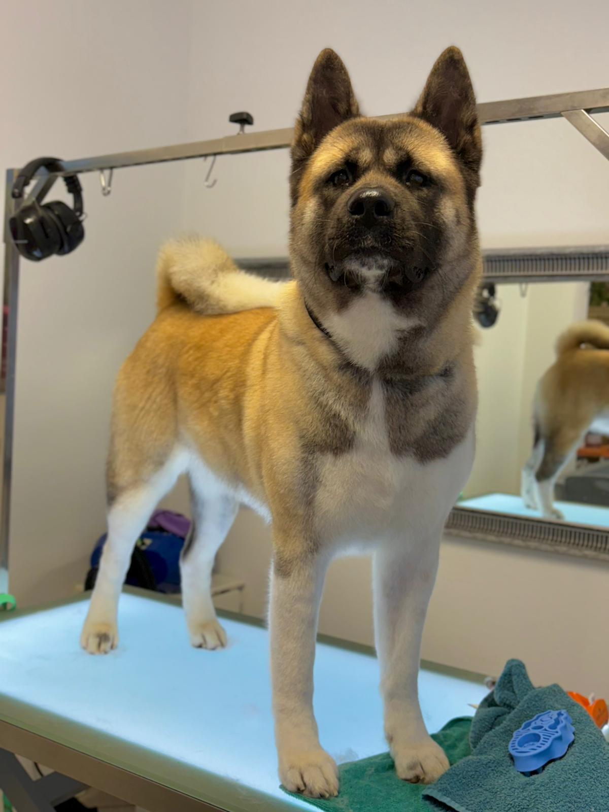 Akita beim Baden
