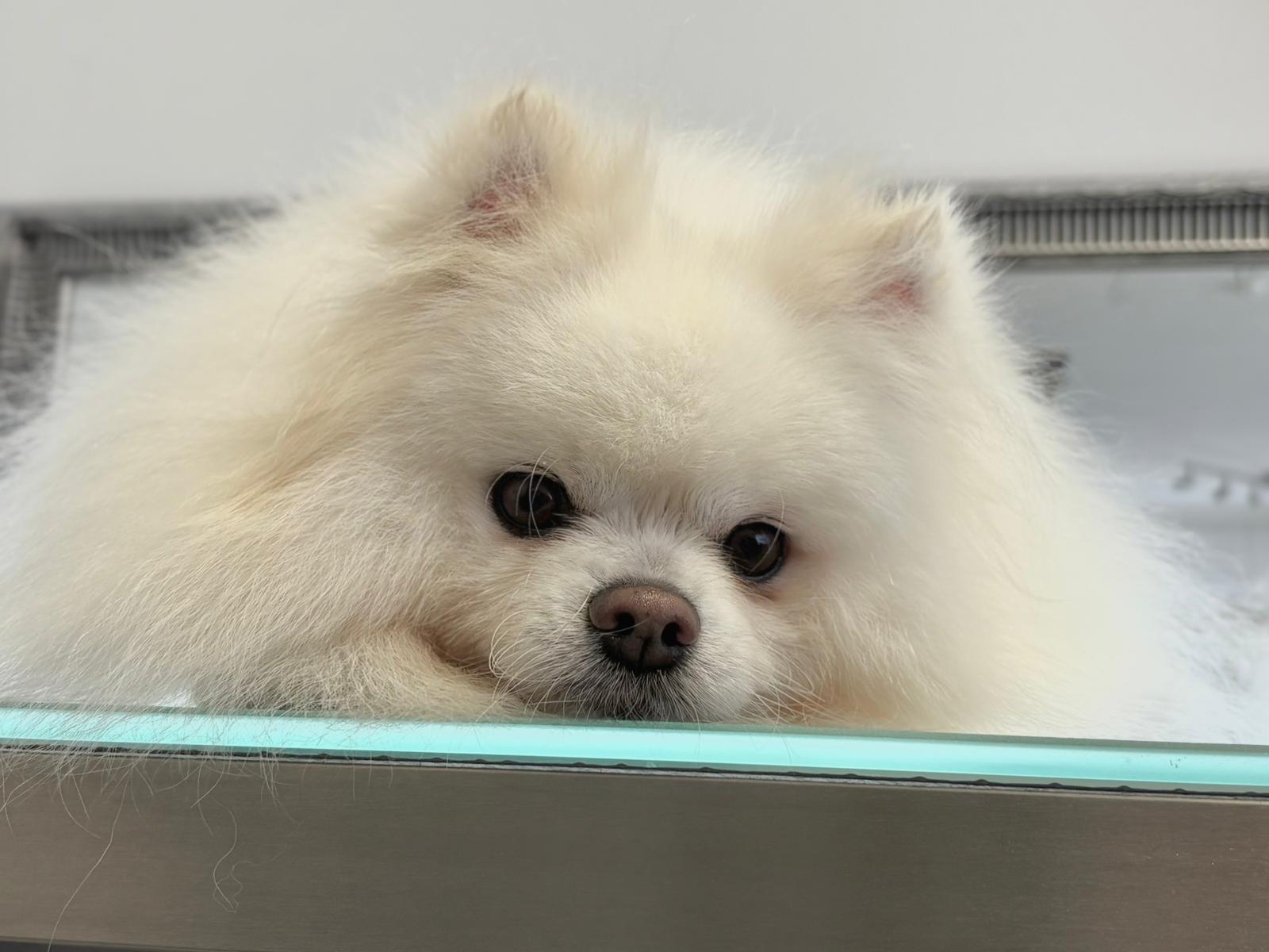 Archi während der Pflege