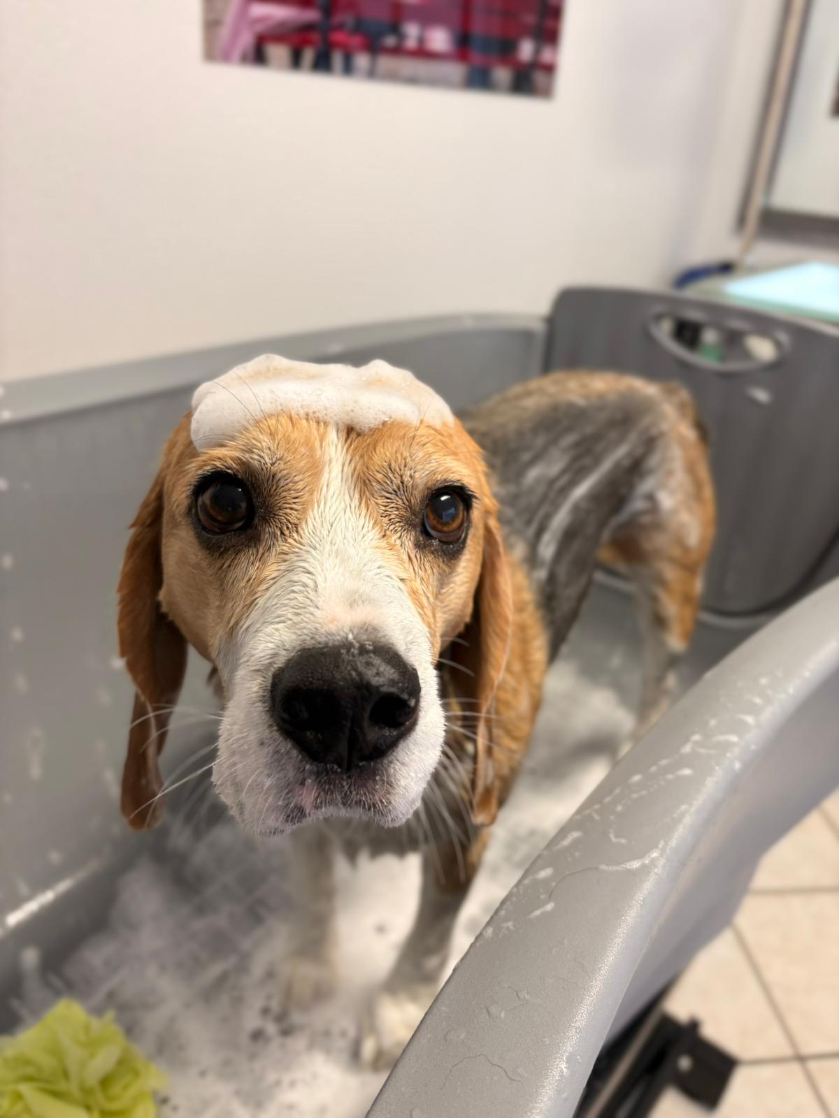 Beagle beim Baden