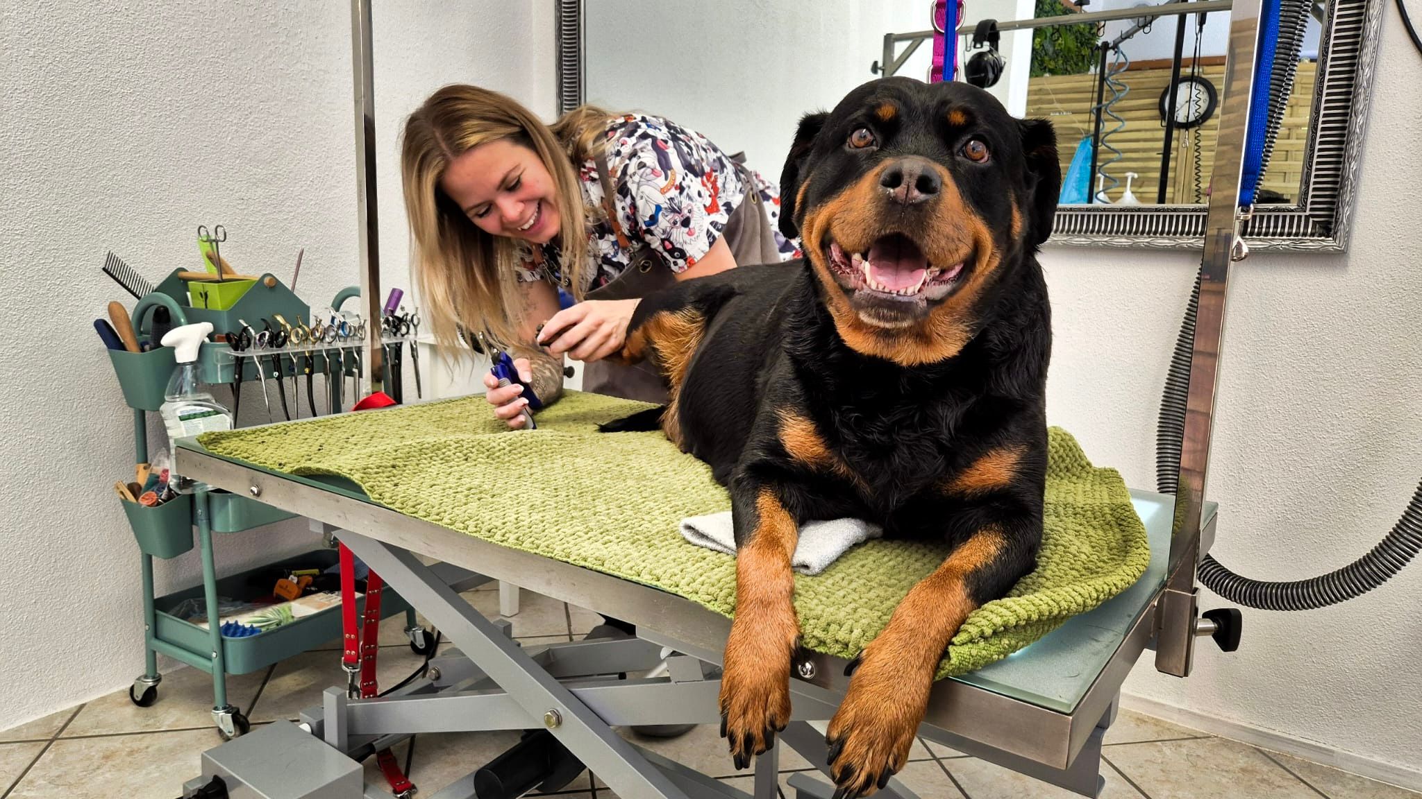 Rottweiler Blue am genießen