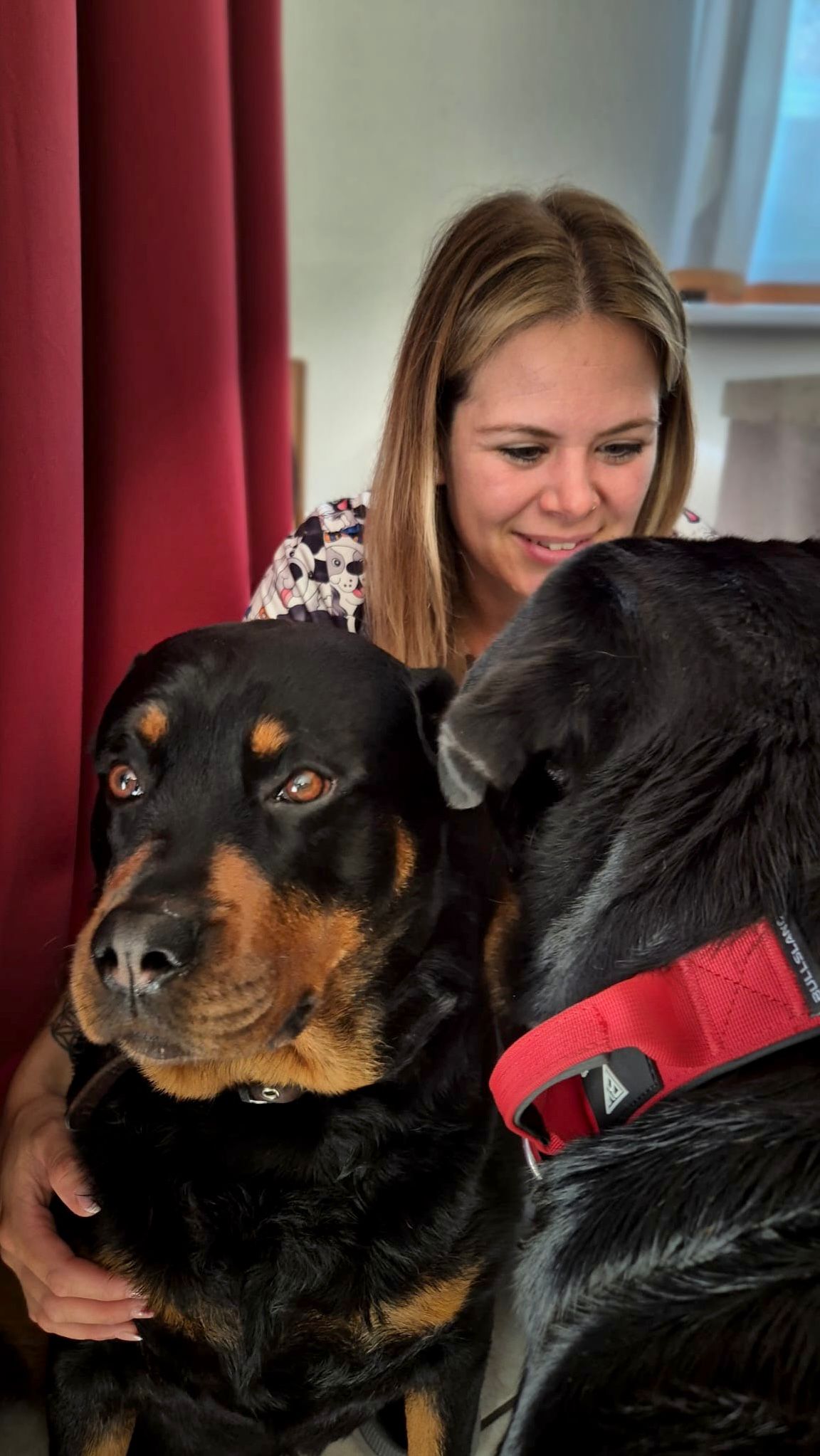 Rottweiler Bandit und Blue