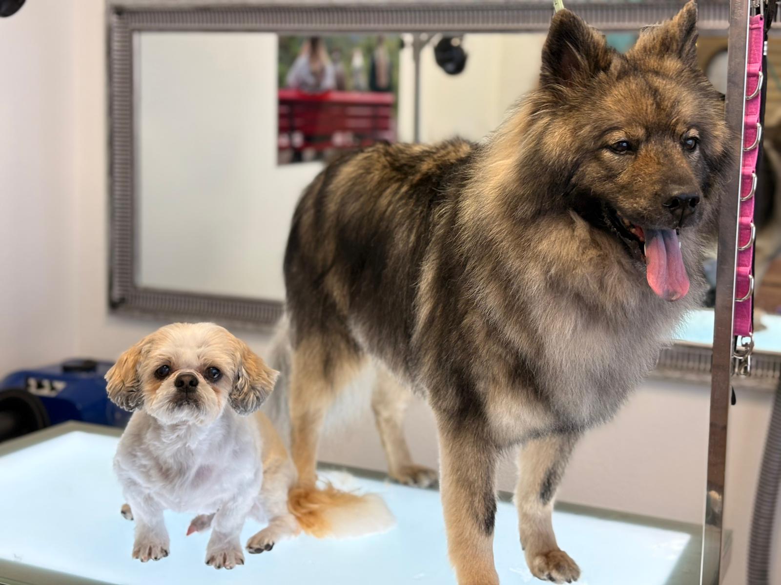 Charlie und Mia auf dem Tisch