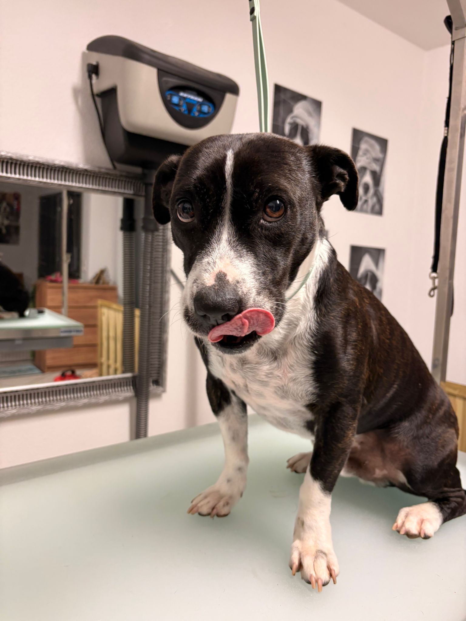 Eddy während der Pflege