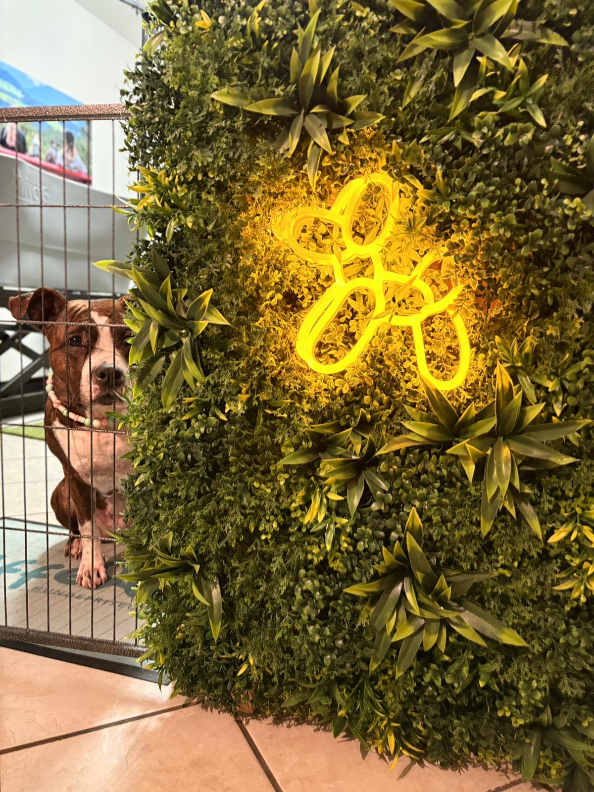 Hundefriseur Salon Innenansicht