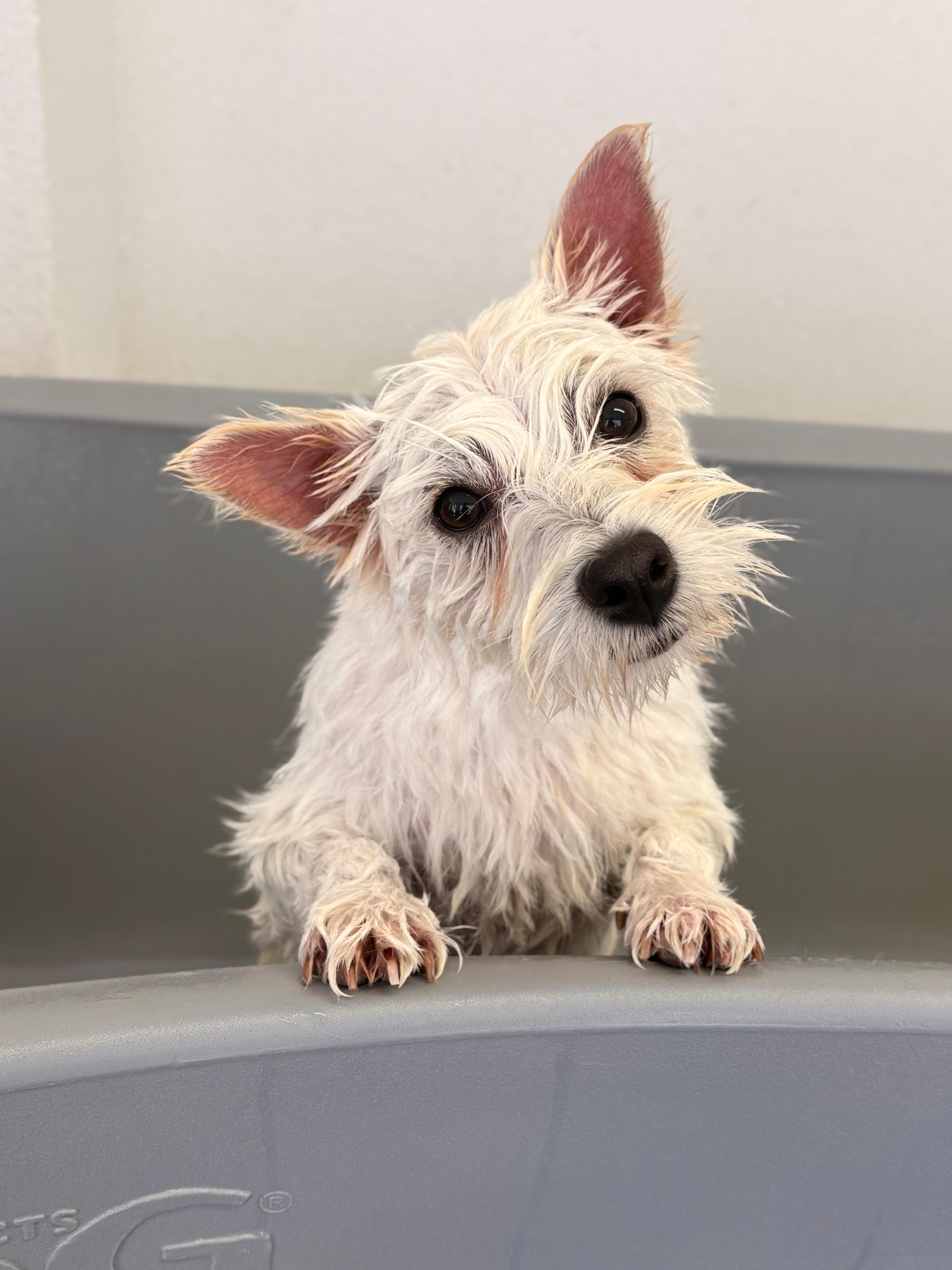 Louie beim süss sein