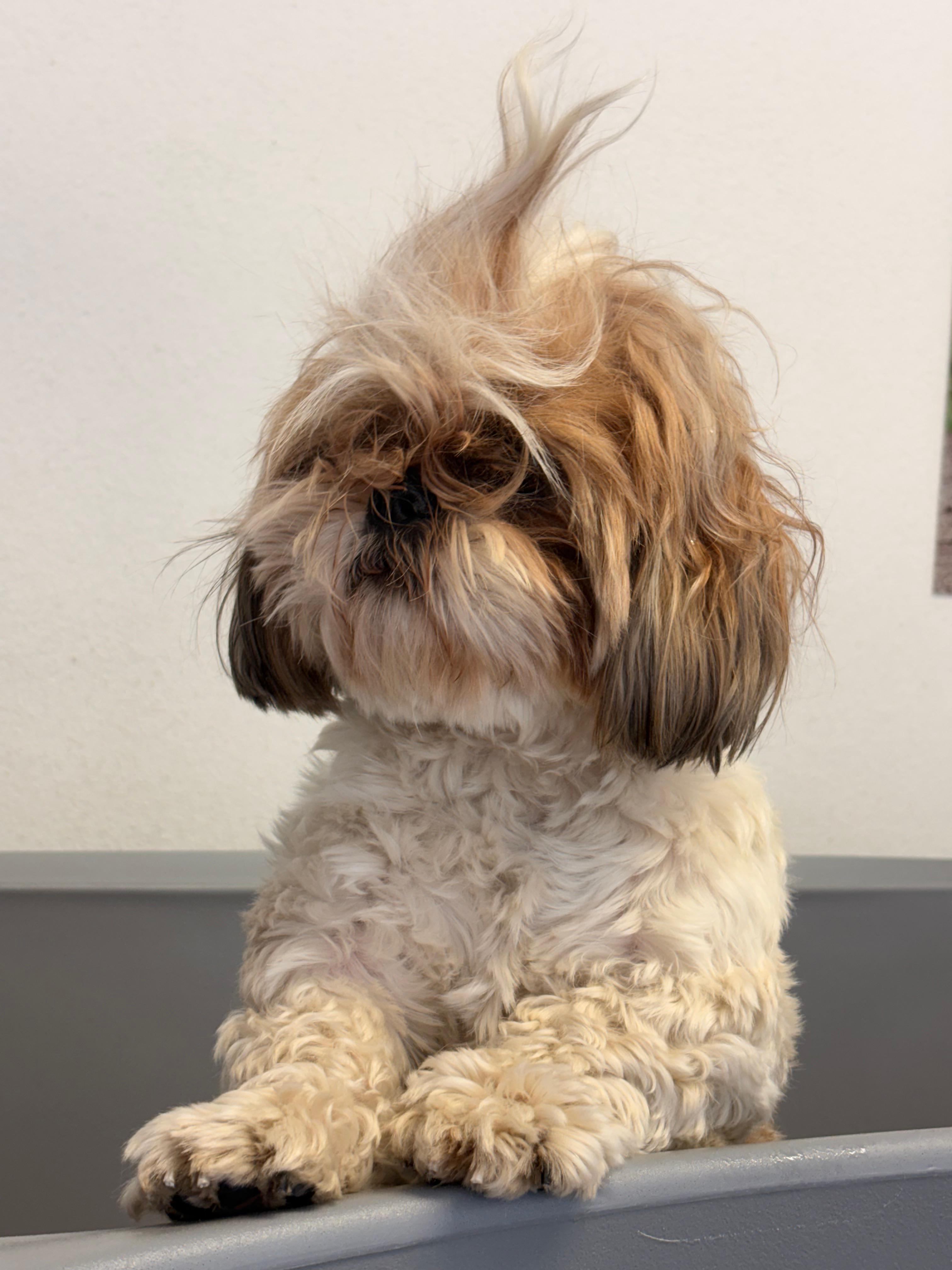 Hund nach der Fellpflege bei auffellig