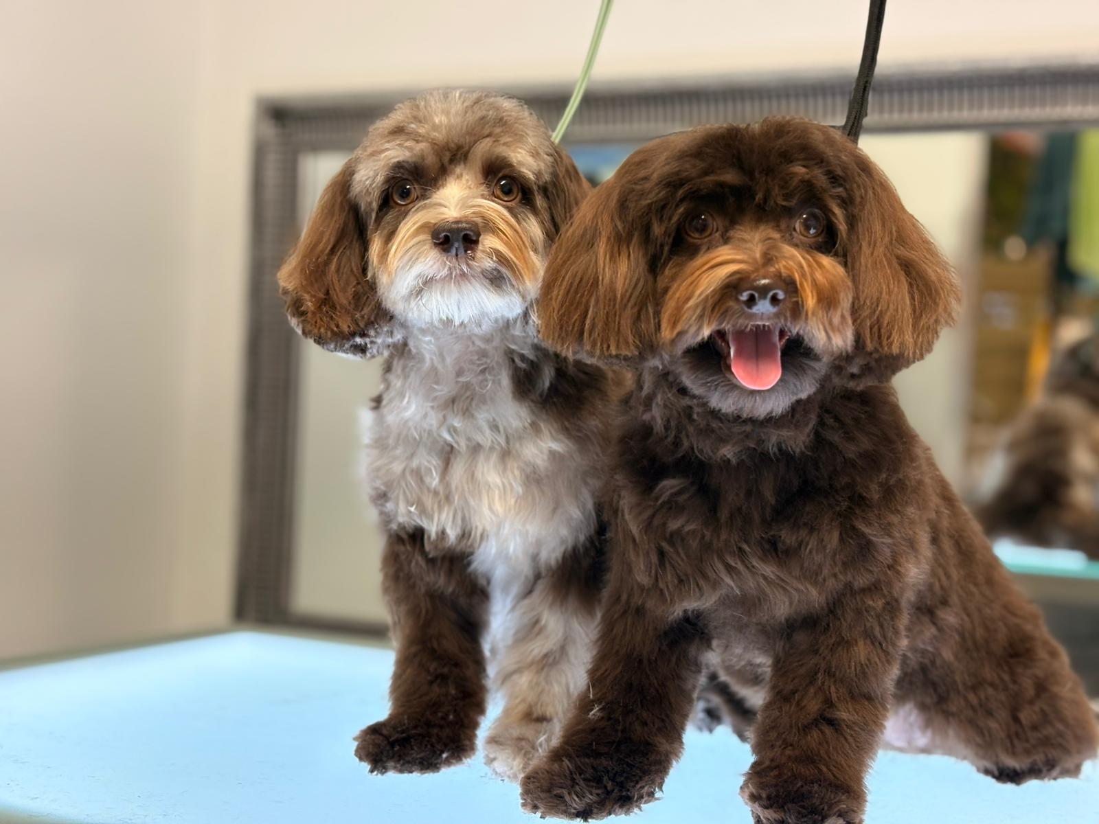 Hawapoo´s beim Shooting