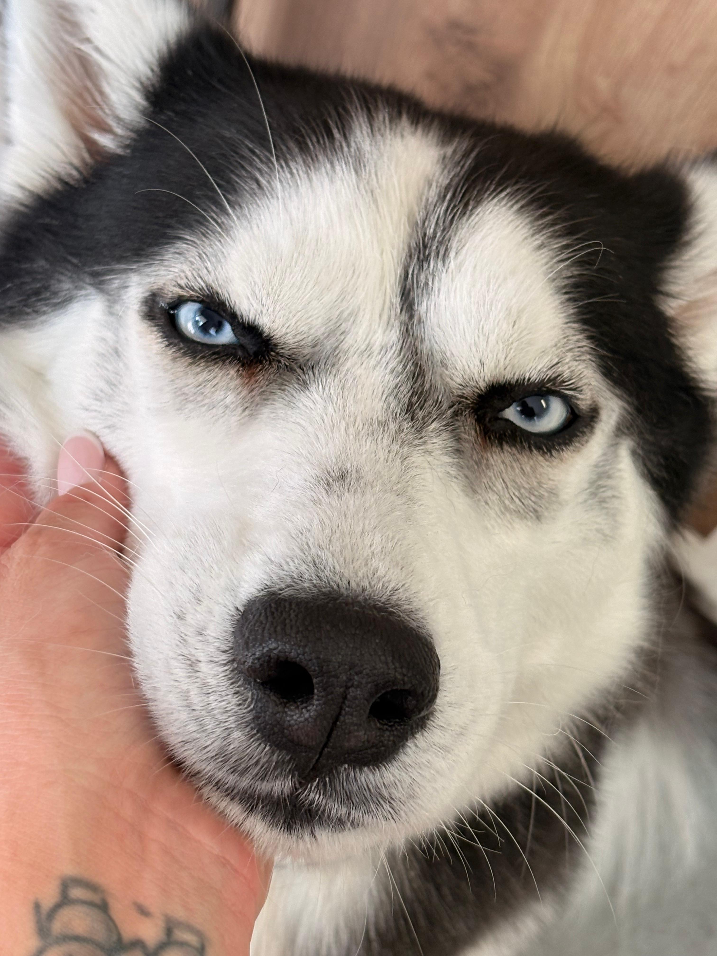 Husky nach der Fellpflege im Salon