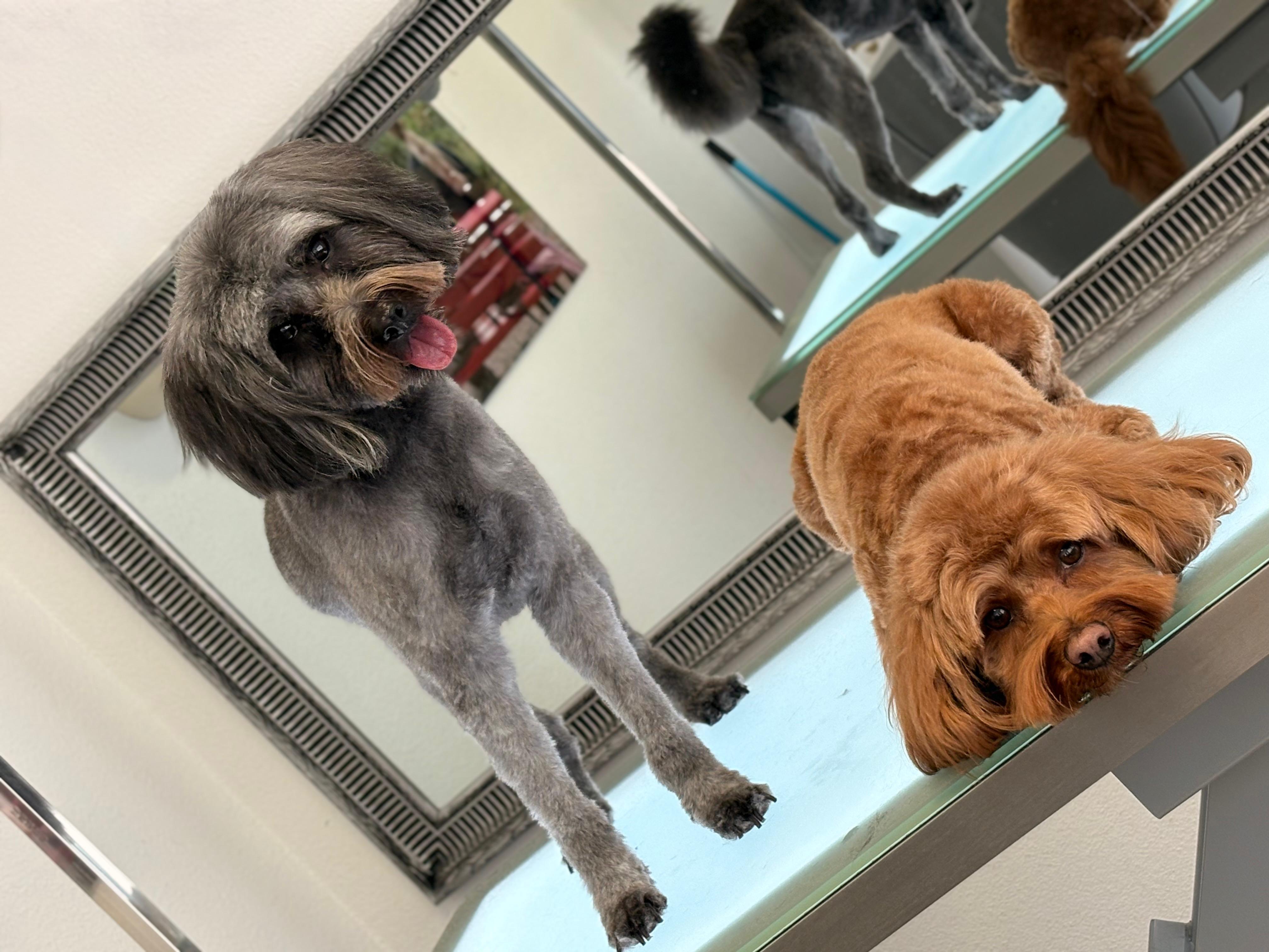 Zwei Hunde nach der Fellpflege