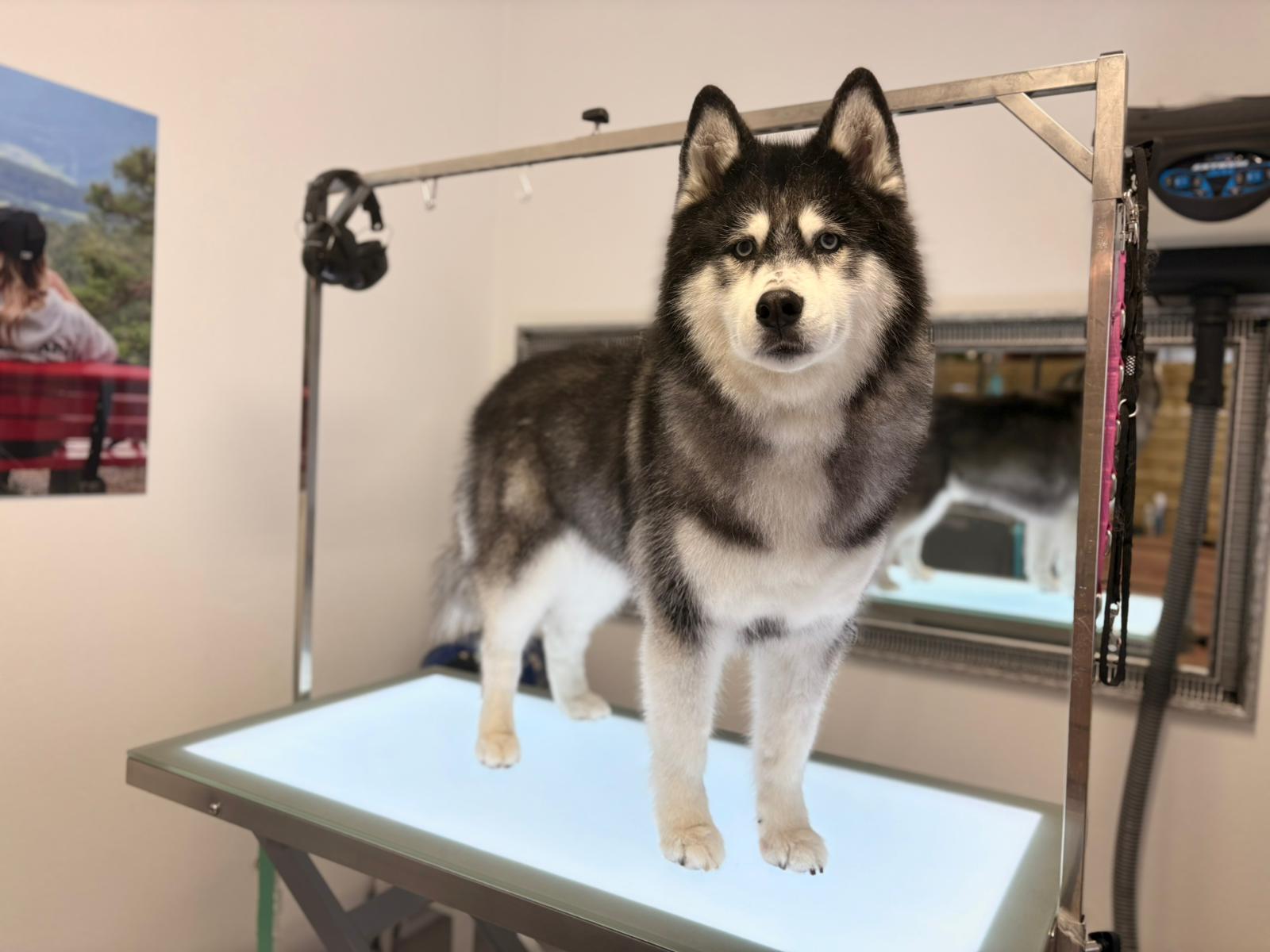 Eddy während der Pflege