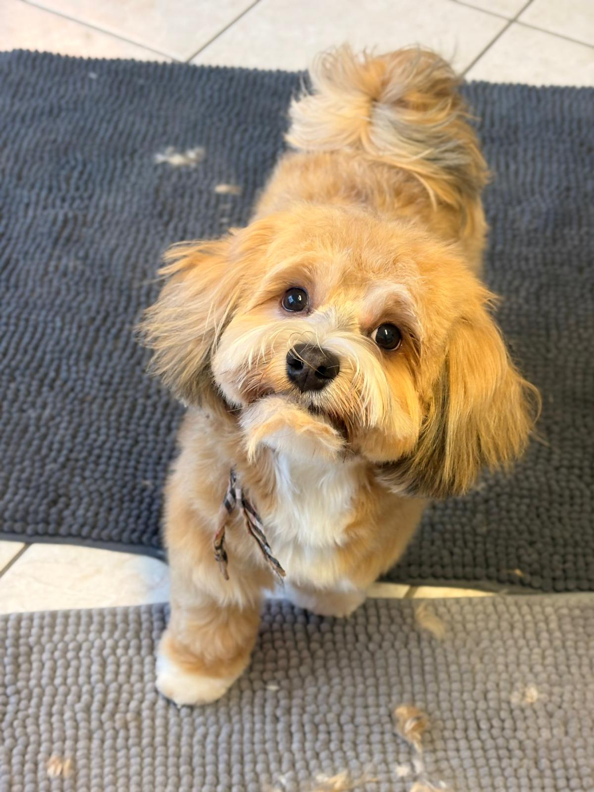 Louie beim süss sein