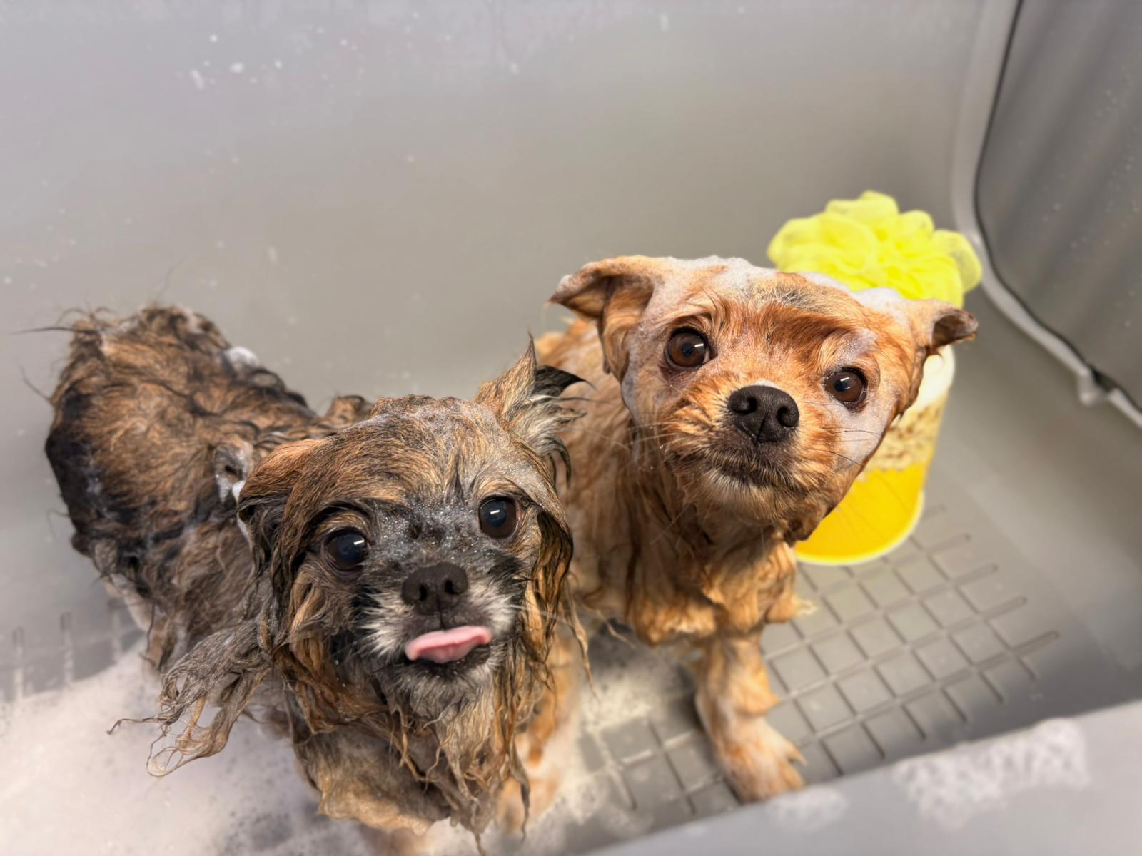 Simba und Daka beim Baden